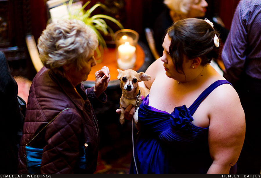 Small dog with bridal party